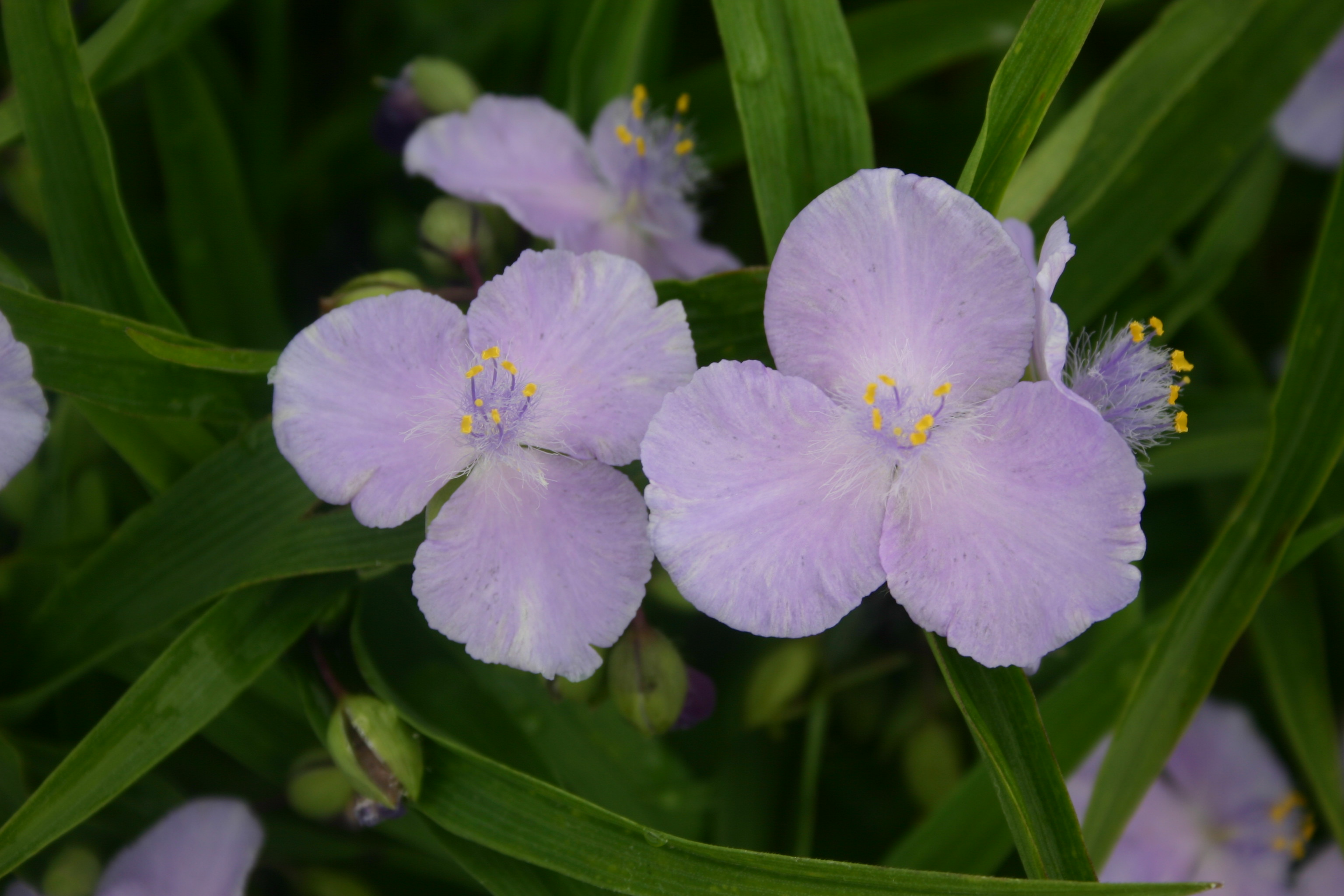 Tradescantia andersoniana 'Charlotte'